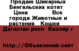 Продаю Шикарных Бенгальских котят › Цена ­ 17 000 - Все города Животные и растения » Кошки   . Дагестан респ.,Кизляр г.